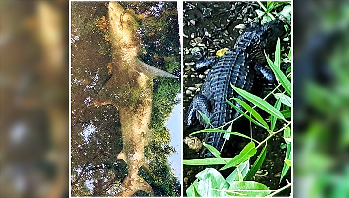 The Alachua County Sheriff's Office posted photos of this shark and 5-foot-6-inch alligator found in the same creek in Gainesville, Florida on Sunday. The land and sea predators were discovered together but deputies said the shark was actually caught somewhere else and later dumped into the creek. (Alachua County Sheriff's Office)
