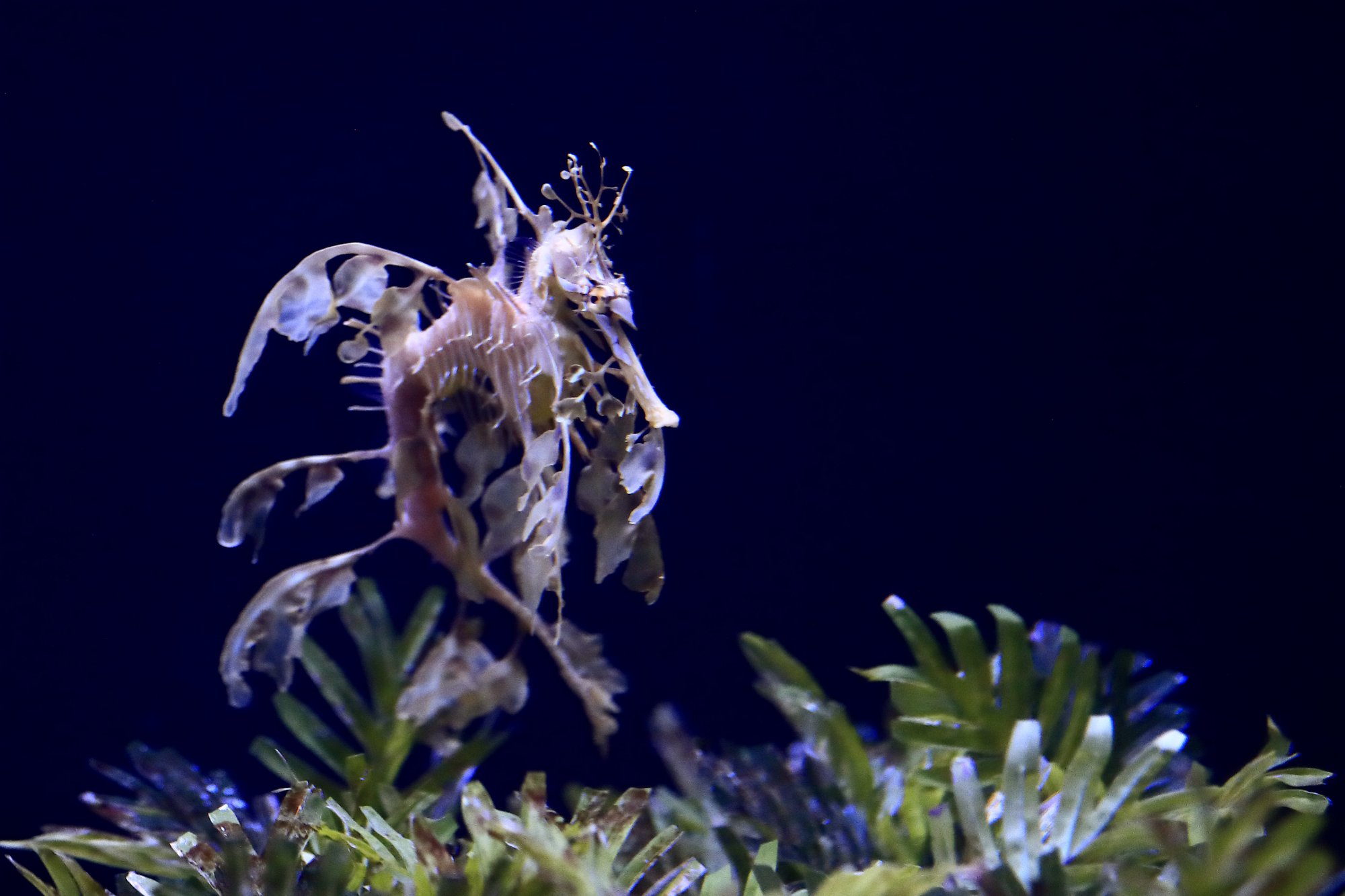 dragon sea dragons california aquarium habitat threatened pet largest ap luxurious among seadragons mythical prescott oregonlive