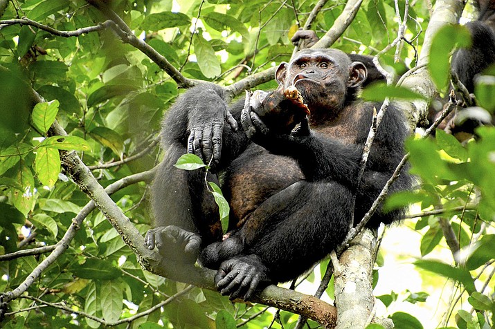 In this photo provided by the Max Planck Institute a wild chimpanzee eats a tortoise, whose hard shell was cracked against tree trunks before scooping out the meat at the Loango National Park on the Atlantic coast of Gabon, May 20, 2019. Researchers from the Max Planck Institute for Evolutionary Anthropology in Leipzig and the University of Osnabrueck said Thursday they spotted the unusual behavior dozens of times in a group of chimpanzees at Loango National Park in Gabon. (Erwan Theleste/Max Planck Institute via AP)