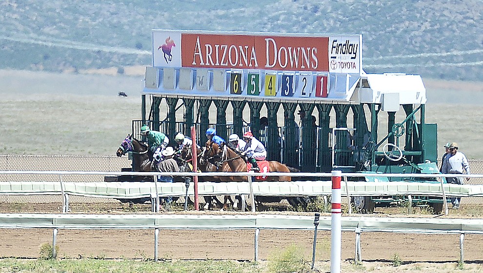 Horses start in the 6 furlong second race at opening day of Arizona Downs Friday, May 24 in Prescott Valley. The racetrack reopens under new ownership after being closed for 10 years. (Les Stukenberg/Courier)