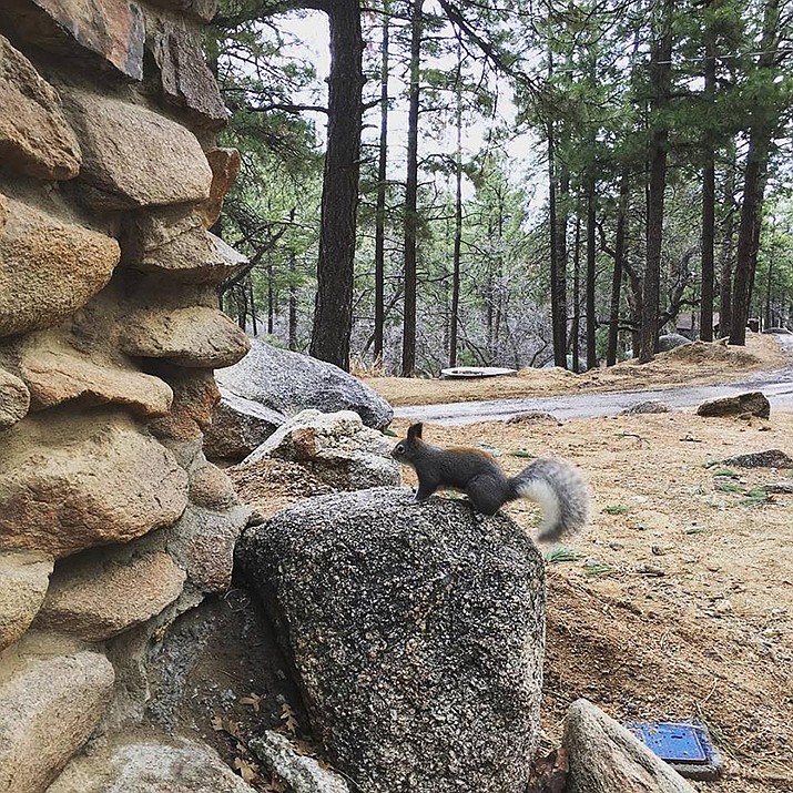 A squirrel enjoying itself in Hualapai Mountain Park. (Photo by Mohave Parks)