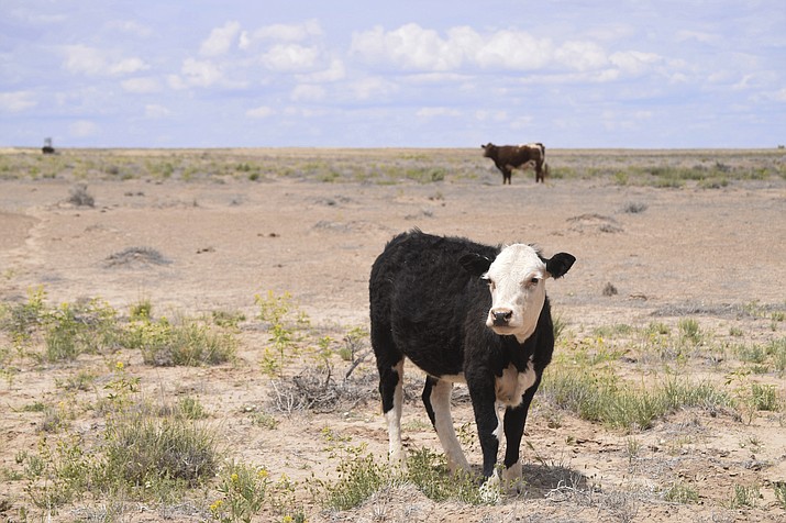 Cattle graze in the Shiprock, N.M., desert in this photo taken May 15, 2019. At least 17 cows have died this month, presumably from eating toxic plants on the range. (Vida Volkert/Gallup Independent via AP)