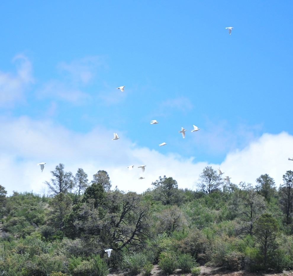 Doves are released during the Memorial Day Ceremony at the National Cemetery Monday, May 27 in Prescott. (Les Stukenberg/Courier)