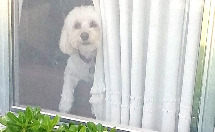 Sookie loves to peek through the curtains and she has been known to bark a bit. But she loves to see what is going on outside and she enjoys the stimulation. (Christy Powers/Courtesy)