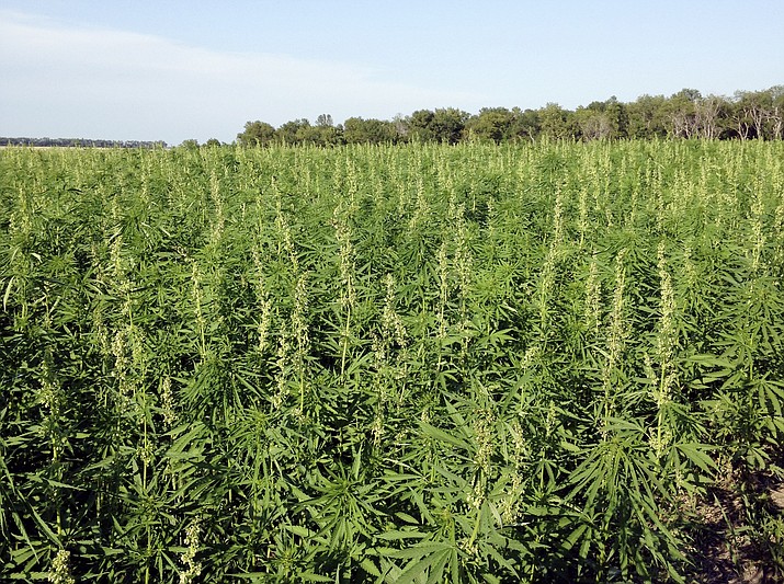 This July 2016 photo provided by the North Dakota Department of Agriculture shows industrial hemp growing in a field in North Dakota's Benson County. In Arizona, farmers will soon begin planting commercial hemp under a 2018 state law that just took effect once the state issues required licenses. (North Dakota Department of Agriculture via AP,File)