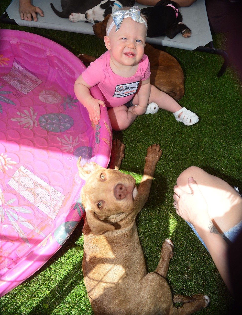 Madison Caspar with a 4.5 month puppy from Clarkdale's Pets Return Home Animal Rescue at Woofstock at the Civic Center in Prescott Valley Saturday, June 8, 2019. (Les Stukenberg/Courier)