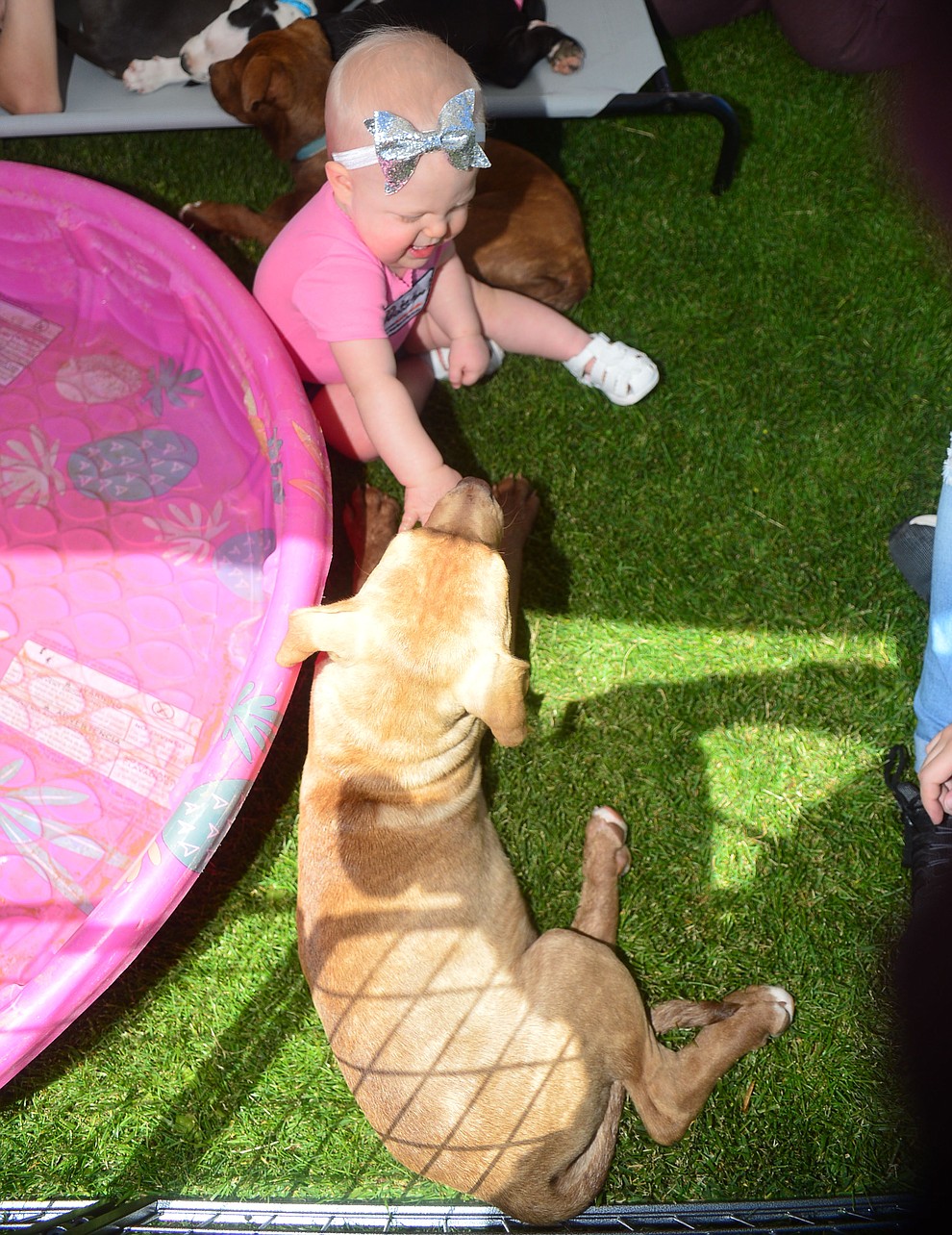 Madison Caspar with a 4.5 month puppy from Clarkdale's Pets Return Home Animal Rescue at Woofstock at the Civic Center in Prescott Valley Saturday, June 8, 2019. (Les Stukenberg/Courier)