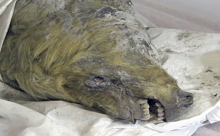 The head of an Ice Age wolf, at the Mammoth Fauna Study Department at the Academy of Sciences of Yakutia, Russia, June 10, 2019. Experts believe the wolf roamed the earth about 40,000 years ago, but thanks to Siberia's frozen permafrost its brain, fur, tissues and even its tongue have been perfectly preserved, as scientific investigations are underway after it was found in August 2018. (Valery Plotnikov/Mammoth Fauna Study Department at the Academy of Sciences of Yakutia via AP)