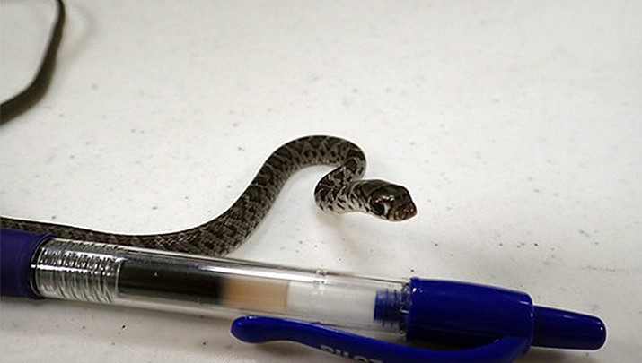 A 20-year-old Virginia man was not aware a tiny snake stowed away in his bag until he completed his trip from Florida to Hawaii. It emerged after he arrived at a vacation rental property in the community of Pukalani. The snake was a  juvenile but can grow up to 6 feet.   Snakes have no natural predators in Hawaii and pose a threat to Hawaii’s native species. (U.S. Department of Agriculture)