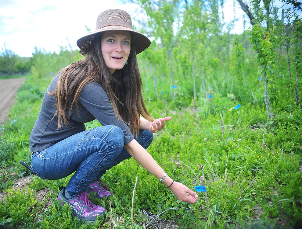 Tierney Routson shows off some of the baby trees in the seedling orchard at the Stoic Cider orchard and bottling facility Tuesday, May 29 in Williamson Valley northwest of Prescott. The seedling orchard has about 2000 trees started with approximately 200 varieties. (Les Stukenberg/Courier)
