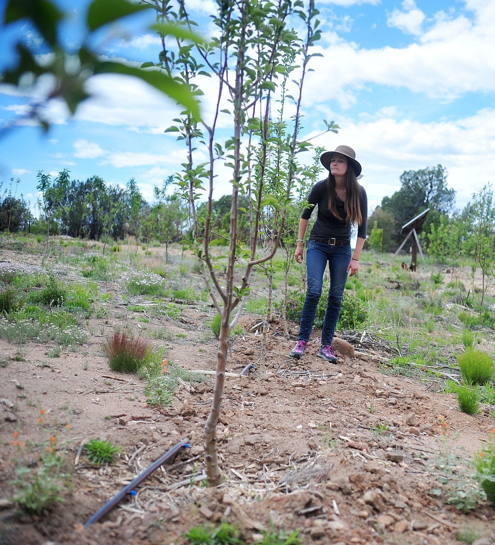 Tierney Routson walks along a row of Arkansas Black trees at the Stoic Cider orchard and bottling facility Tuesday, May 29 in Williamson Valley northwest of Prescott. (Les Stukenberg/Courier)