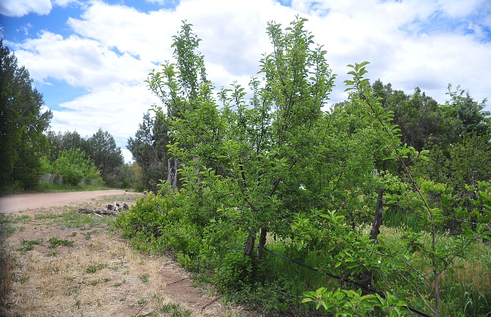 Arkansas Black apples start to grow at the Stoic Cider orchard and bottling facility Tuesday, May 29 in Williamson Valley northwest of Prescott. (Les Stukenberg/Courier)