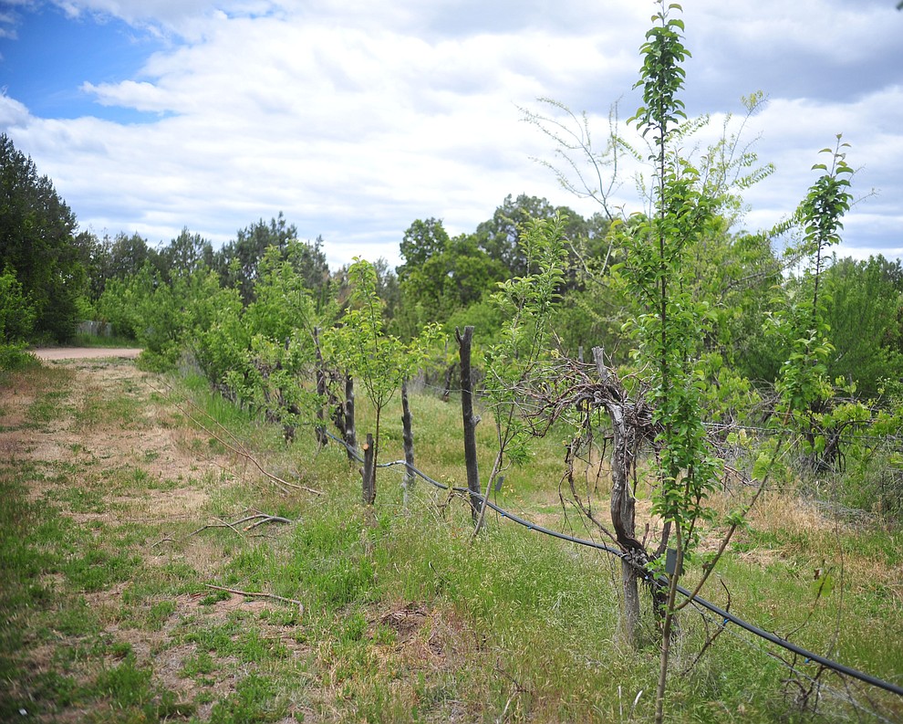 Arkansas Black apples start to grow at the Stoic Cider orchard and bottling facility Tuesday, May 29 in Williamson Valley northwest of Prescott. (Les Stukenberg/Courier)
