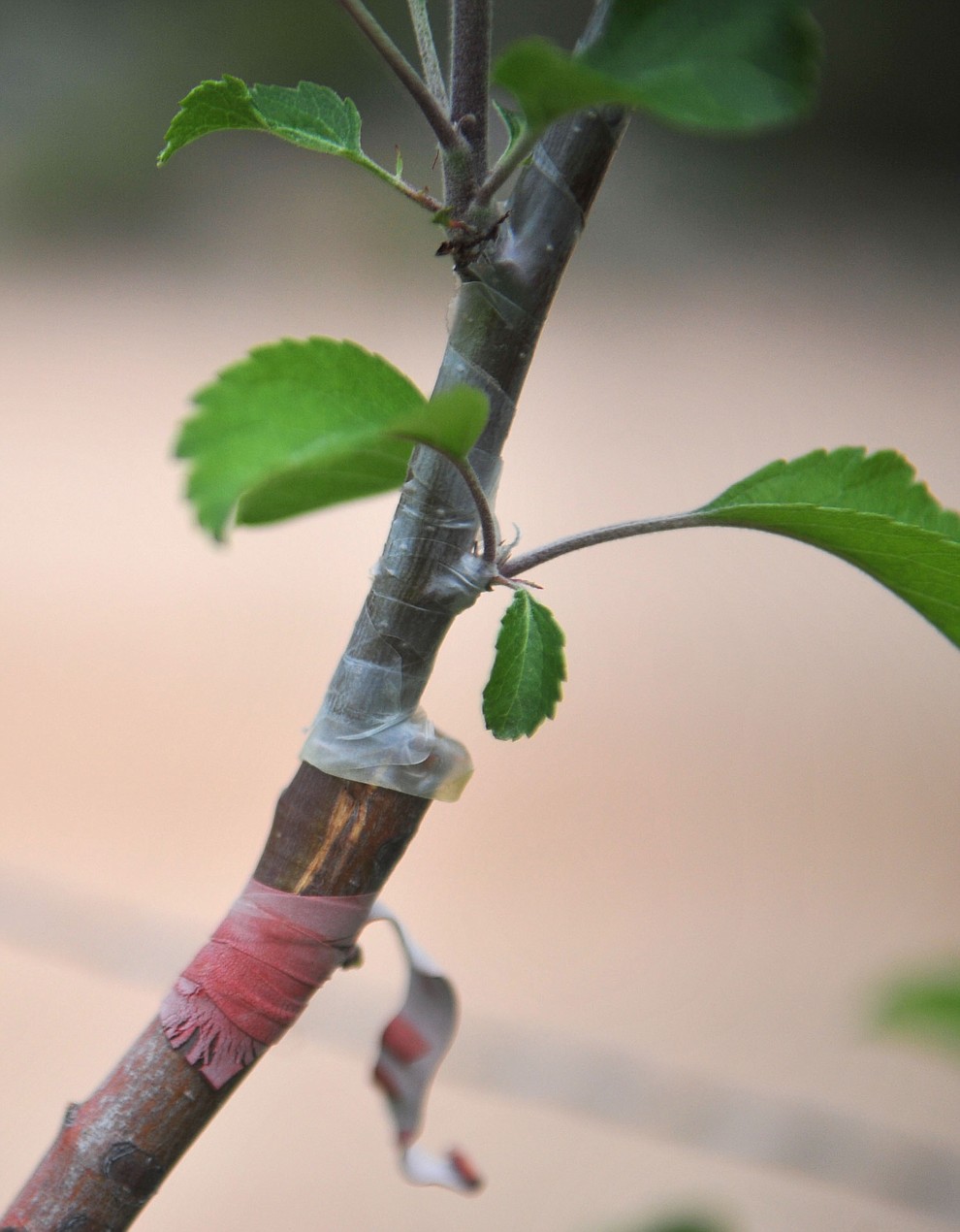 How they get so many varieties of apples is by grafting at the Stoic Cider orchard and bottling facility Tuesday, May 29 in Williamson Valley northwest of Prescott. (Les Stukenberg/Courier)