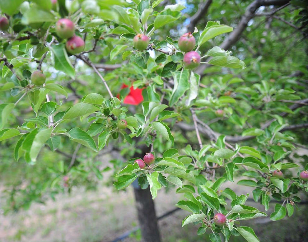 Gingergold apples at the Stoic Cider orchard and bottling facility Tuesday, May 29 in Williamson Valley northwest of Prescott. (Les Stukenberg/Courier)
