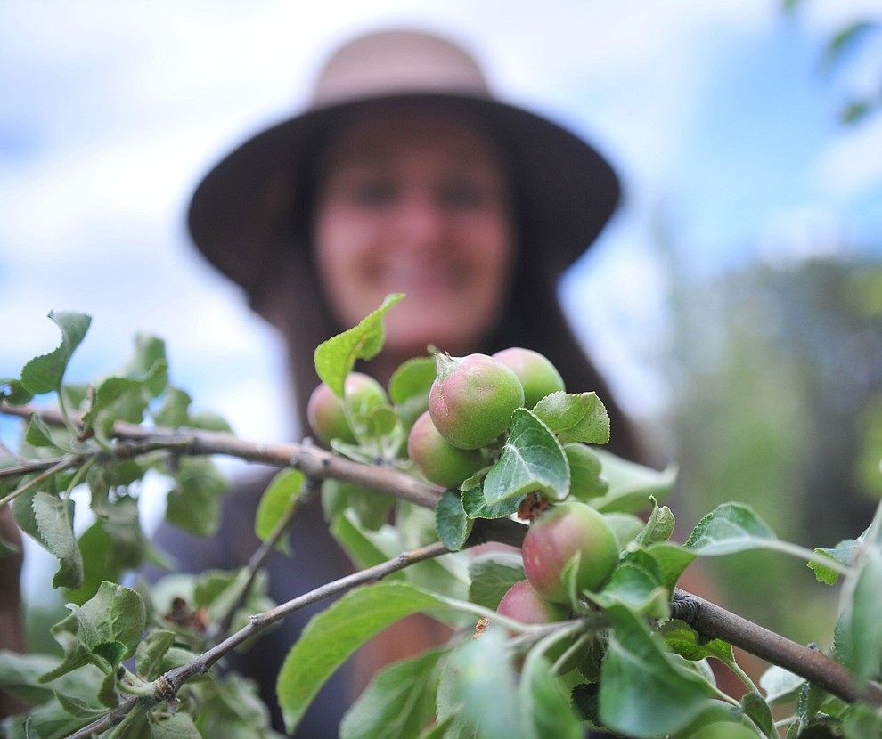American Golden Russett, a prime cider apple tree, at the Stoic Cider orchard and bottling facility Tuesday, May 29 in Williamson Valley northwest of Prescott. (Les Stukenberg/Courier)