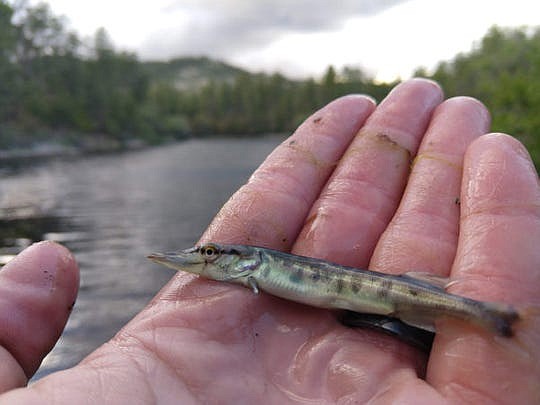 Small, sharp-toothed tiger muskies were released by the Arizona Game and Fish Department into Horsethief Basin to encourage growth native bass. (Photo/AZGFD)