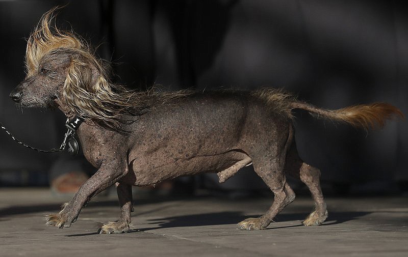 FILE - In this June 23, 218 file photo, Himisaboo, a Chinese crested and dachshund mix, walks onstage during the World's Ugliest Dog Contest at the Sonoma-Marin Fair in Petaluma, Calif. Nineteen contestants featuring droopy tongues, bowed legs, perpetually confused looks and other strange attributes are going nose-to-nose in the annual competition Friday, June 21, 2109. Most competitors were previously abandoned or rescued from kill shelters in the U.S. (AP Photo/Jeff Chiu,File)