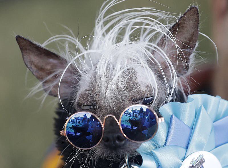 In this June 23, 2018, file photo Rascal Deux is held by owner Dane Andrew before competing in the World's Ugliest Dog Contest at the Sonoma-Marin Fair in Petaluma, Calif. Nineteen contestants featuring droopy tongues, bowed legs, perpetually confused looks and other strange attributes are going nose-to-nose in the annual competition Friday, June 21, 2109. Most competitors were previously abandoned or rescued from kill shelters in the U.S. (AP Photo/Jeff Chiu,File)