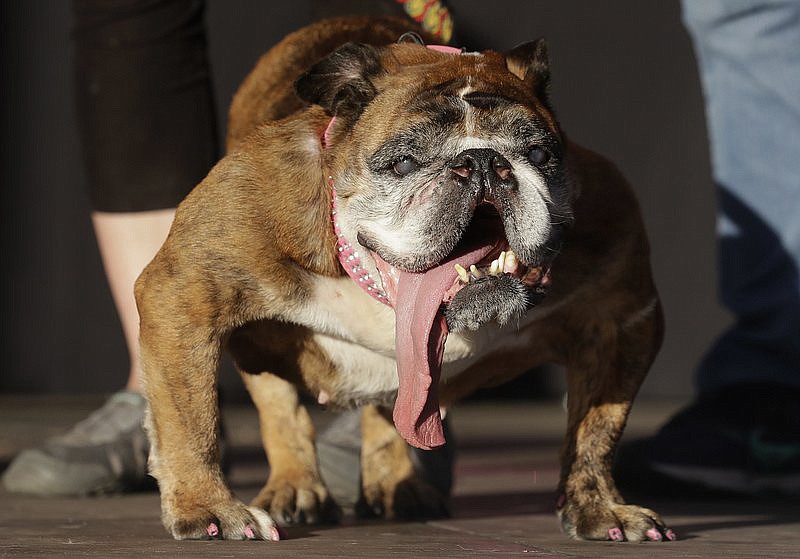 FILE - In this June 23, 2018, file photo, Zsa Zsa, an English Bulldog owned by Megan Brainard, stands onstage after being announced the winner of the World's Ugliest Dog Contest at the Sonoma-Marin Fair in Petaluma, Calif. The new World’s Ugliest Dog will be chosen in the Sonoma-Marin Fairgrounds, Ca, on Friday, June 21, 2019.(AP Photo/Jeff Chiu, File)