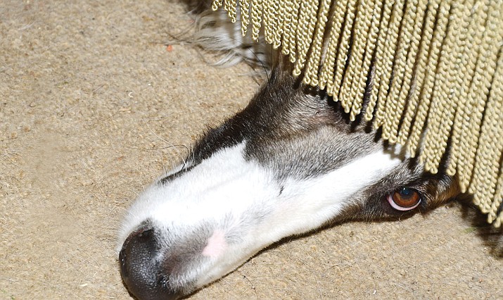 Dogs and other pets do not like the loud and sudden noise of fireworks. (Courier stock photo)