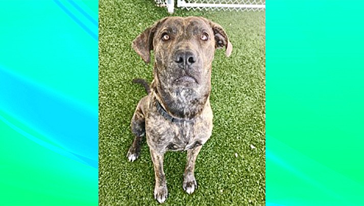 Han Solo is an approximately 10-month-old Mastiff mix. (Chino Valley Animal Shelter/Courtesy)