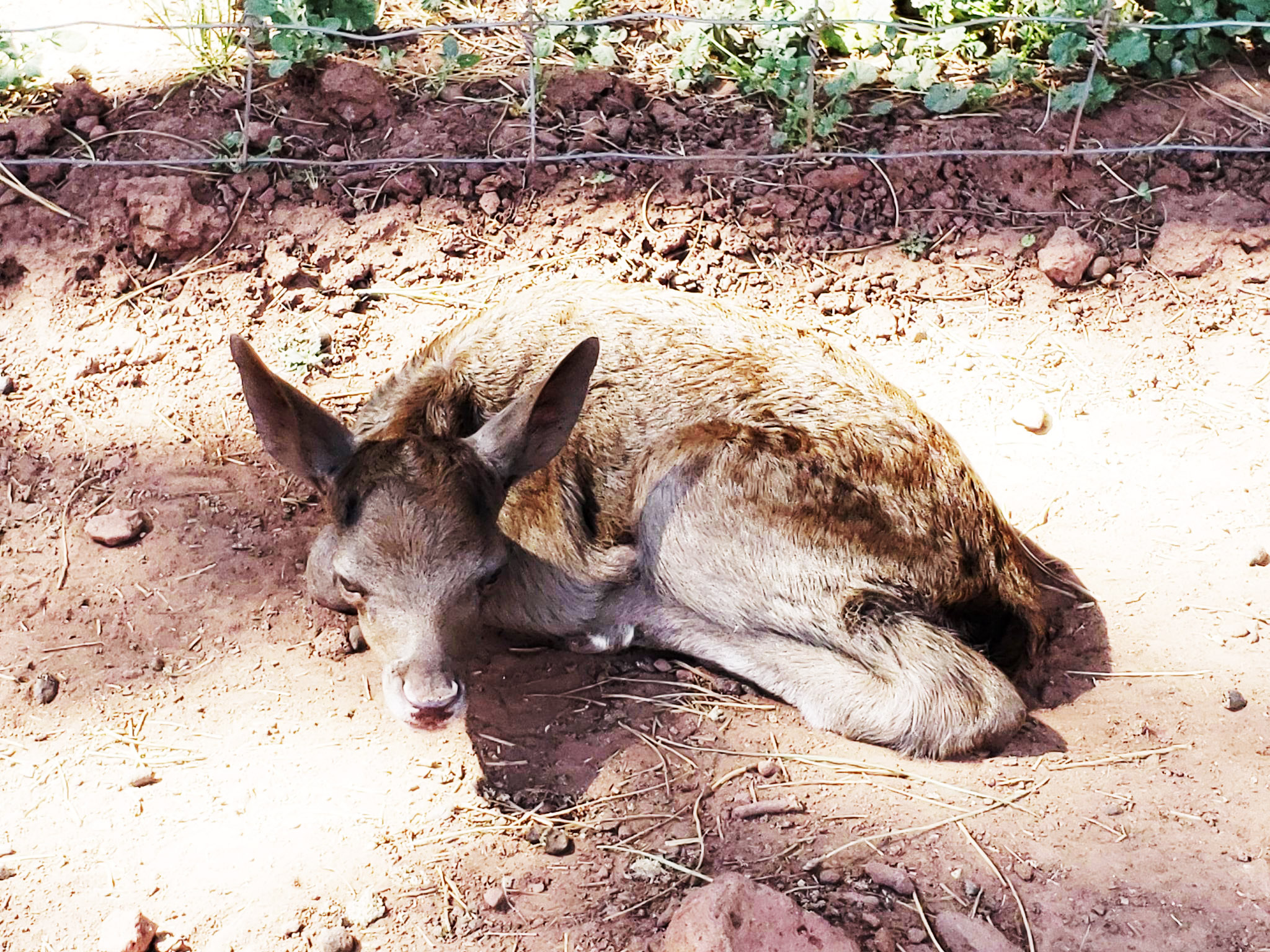 Grand Canyon Deer Farm focuses on giving back with August fundraisers