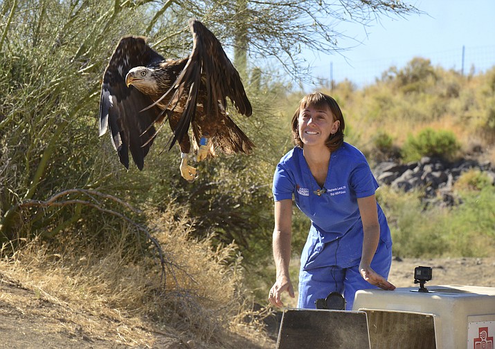In this photo taken June 24, 2019 and provided by the Arizona Game and Fish Dept., Stephanie Lamb, a volunteer veterinarian with Liberty Wildlife, releases a bald eagle back into the wild at Horseshoe Reservoir near Phoenix, four months after it had surgery to repair a shattered leg bone. (George Andrejko/Arizona Game and Fish Dept. via AP)