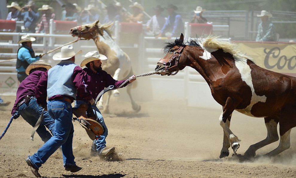 Wild horse racing/Extreme bronc riding during the fourth performance of the Prescott Frontier Days Rodeo Thursday July 4, 2019. (Les Stukenberg/Courier)