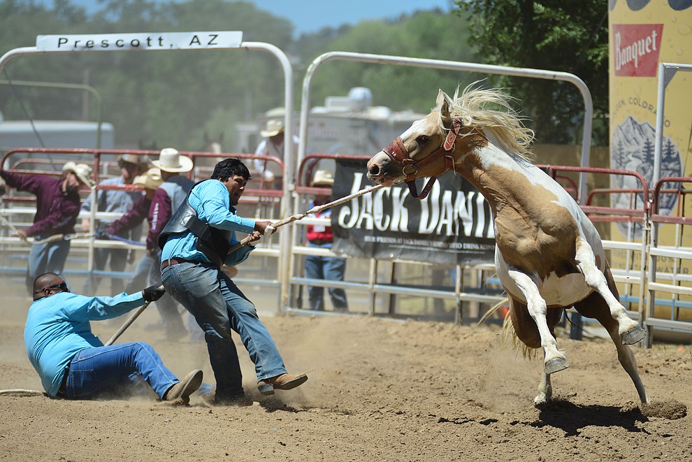Wild horse racing/Extreme bronc riding during the fourth performance of the Prescott Frontier Days Rodeo Thursday July 4, 2019. (Les Stukenberg/Courier)