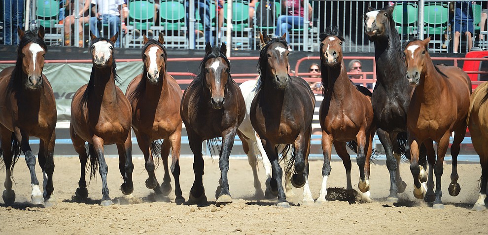 The equine athletes following the fourth performance of the Prescott Frontier Days Rodeo Thursday July 4, 2019. (Les Stukenberg/Courier)