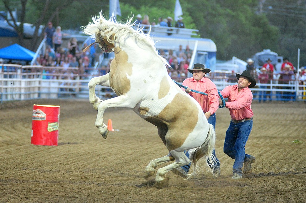 Wild horse racing/extreme bronc riding during the 5th performance of the Prescott Frontier Days Rodeo Friday July 5, 2019. (Les Stukenberg/Courier)