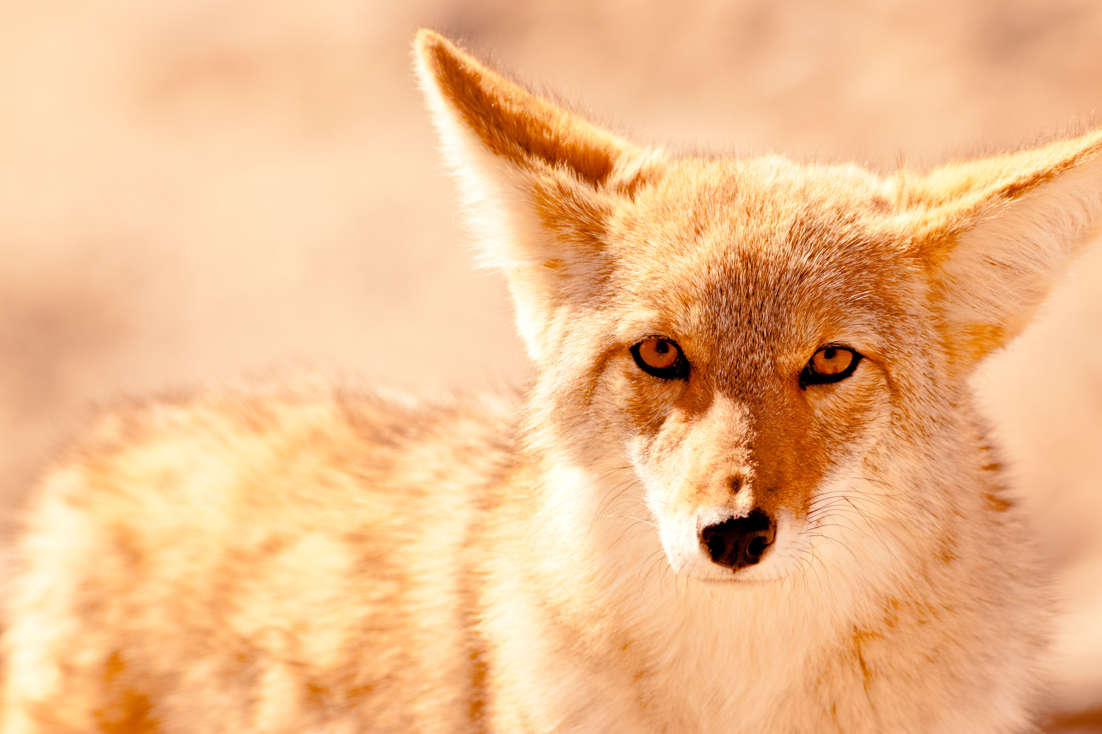 Shooting a coyote: Arizona firearm laws and regulations | The Daily