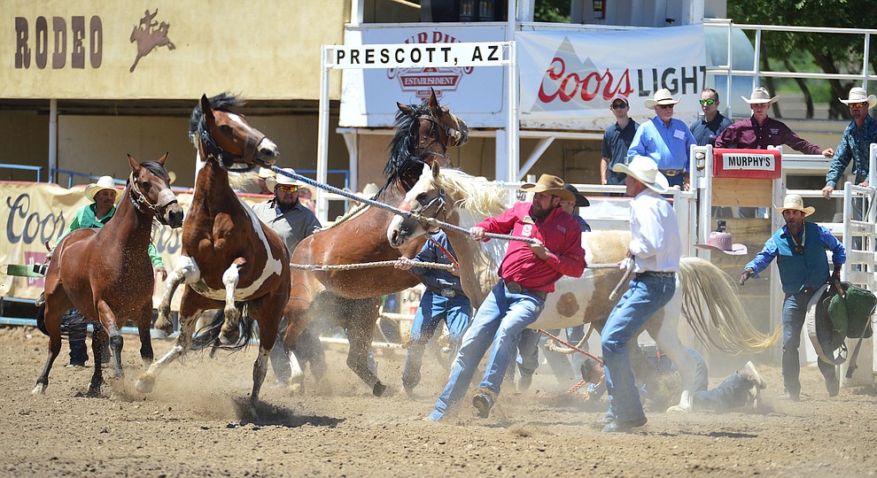Wild Horse Racing/Extreme Bronc Riding during the 6th performance of the Prescott Frontier Days Rodeo Saturday afternoon July 6, 2019. (Les Stukenberg/Courier)