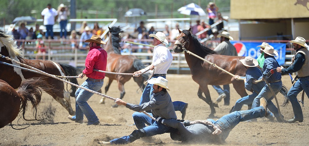 Wild Horse Racing/Extreme Bronc Riding during the 6th performance of the Prescott Frontier Days Rodeo Saturday afternoon July 6, 2019. (Les Stukenberg/Courier)