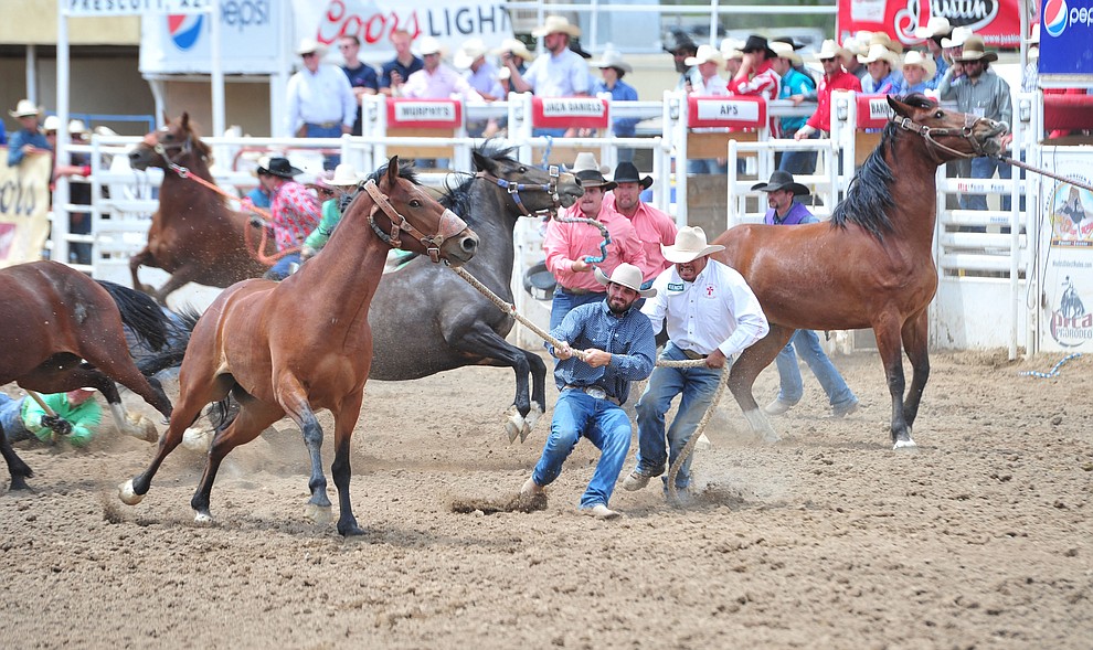 Wild horse racing/Extreme Bronc Riding during the final performance of the Prescott Frontier Days Rodeo Sunday July 7, 2019. (Les Stukenberg/Courier)