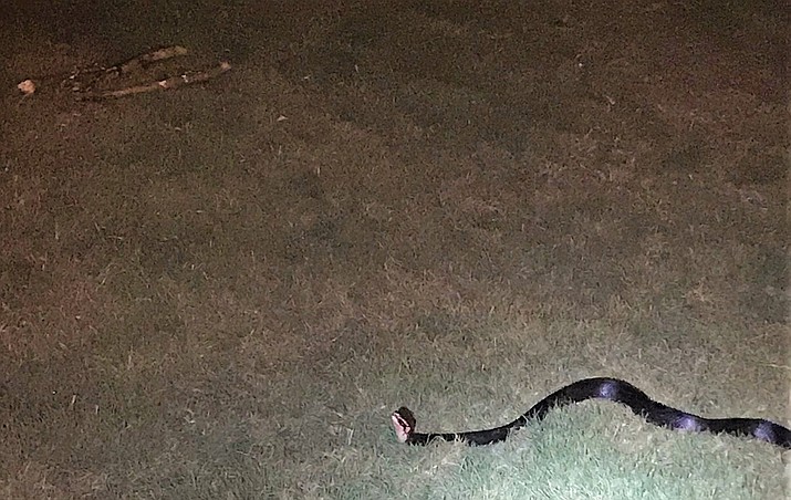 Picture of the black, non-venomous snake and wooden sticks thrown at the victim of a carjacking. (Greenville Police Dept.)