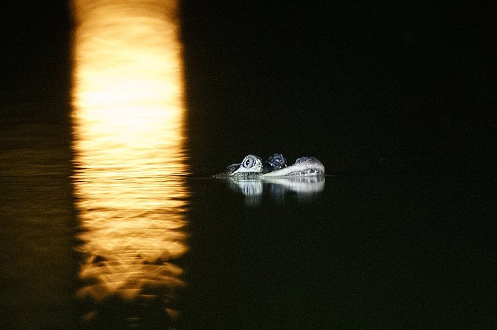 An alligator floats in the Humboldt Park Lagoon in Chicago. Officials couldn't say how the creature got there, but traps are being placed around the lagoon in hopes the animal will swim into one and be safely removed. (Armando L. Sanchez/Chicago Tribune via AP)