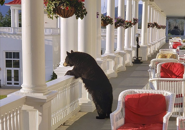 In this Saturday, June 29, 2019 photo provided by Sam Geesaman, a black bear peers over a railing on the back veranda at the Omni Mount Washington Resort just after sunrise at Mount Washington, N.H. After staff made noise, the bear climbed down the stairs and returned to the woods. (Sam Geesaman/Omni Mount Washington Resort via AP)