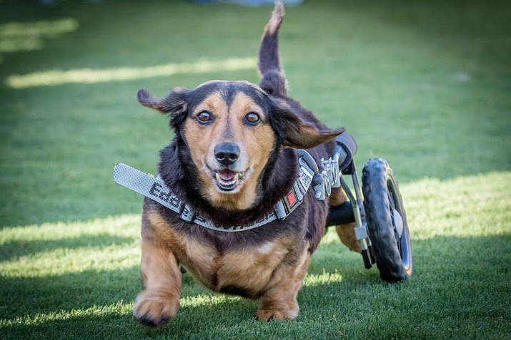 Odie is the fan favorite to win in the Wiener Dog Races at Arizona Downs at the July 20 Wiener Mania event, despite his paralyzed back legs. (Arizona Downs/Courtesy)