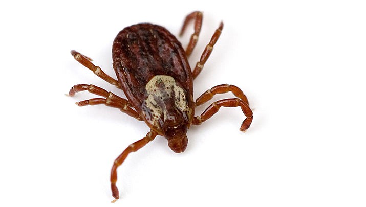 A Kentucky man who went to the doctor with an irritated eye got the unsavory news that it contained a tick. (Stock image)