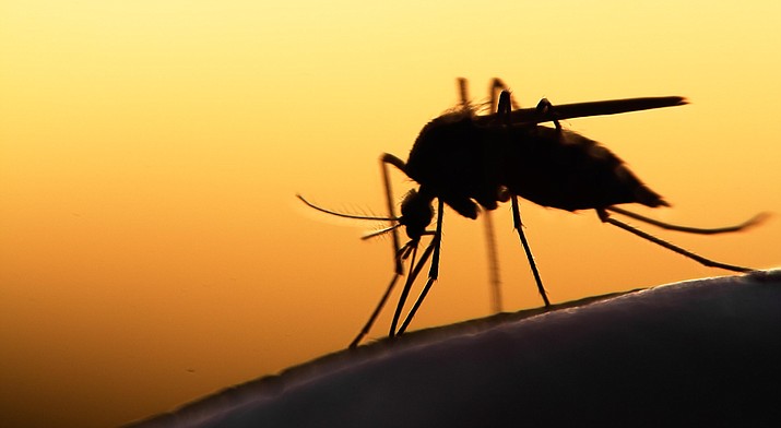 The hours from dusk to dawn are peak biting times for many mosquitoes.