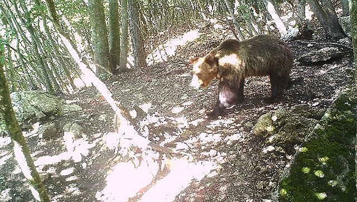 This image made from a photo trapping system of the Autonomous Province of Trento and made available Wednesday, July 17, 2019 shows a bear, dubbed M49, at 22.54pm on Tuesday, July 16, 2019 walking in a forest after its escape from an electrified enclosure, in the woods of Marzola, near Trento, northern Italy. The brown bear has eluded capture for a third day Wednesday, while appeals mounted for the animal to stay unharmed. (Autonomous Province of Trento via AP)