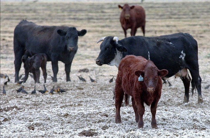 Cattle graze in a pasture next to the Marana Stockyards in Marana, Ariz., Tuesday, Dec. 7, 1999.   An environmental group took the first steps Wednesday to filing suit against the U.S. Forest Service for failing to live up to its promise to keep cattle away from streams in eastern Arizona.