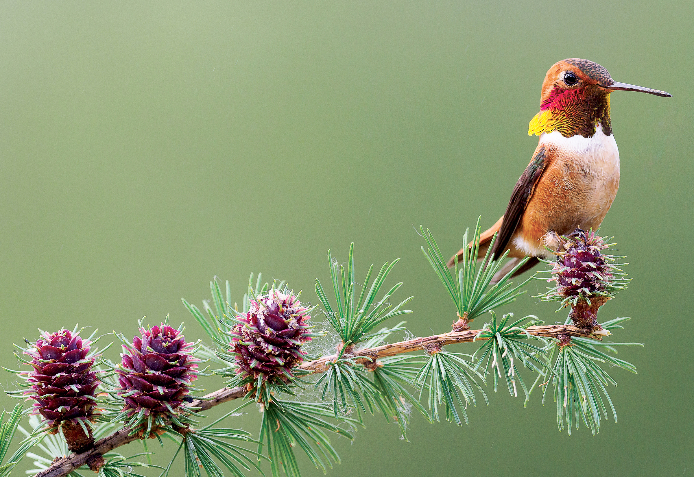 2019 Hummingbird Festival flies into Sedona weekend of Aug. 2-4 | Kudos AZ