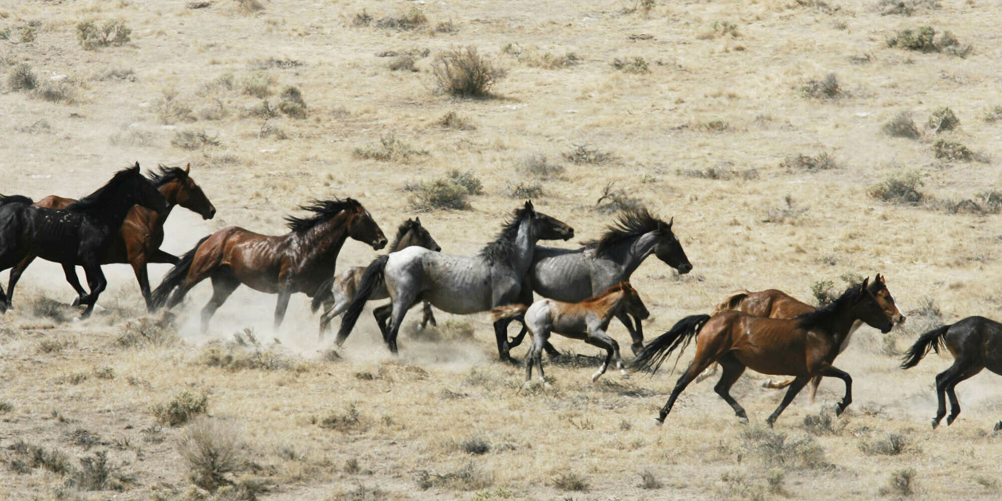 the-herd-animals-african-animals-herding