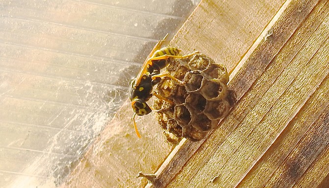 Photo detail