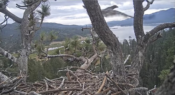 Watch: Southern California nest cam eagle flies for 1st time | The ...