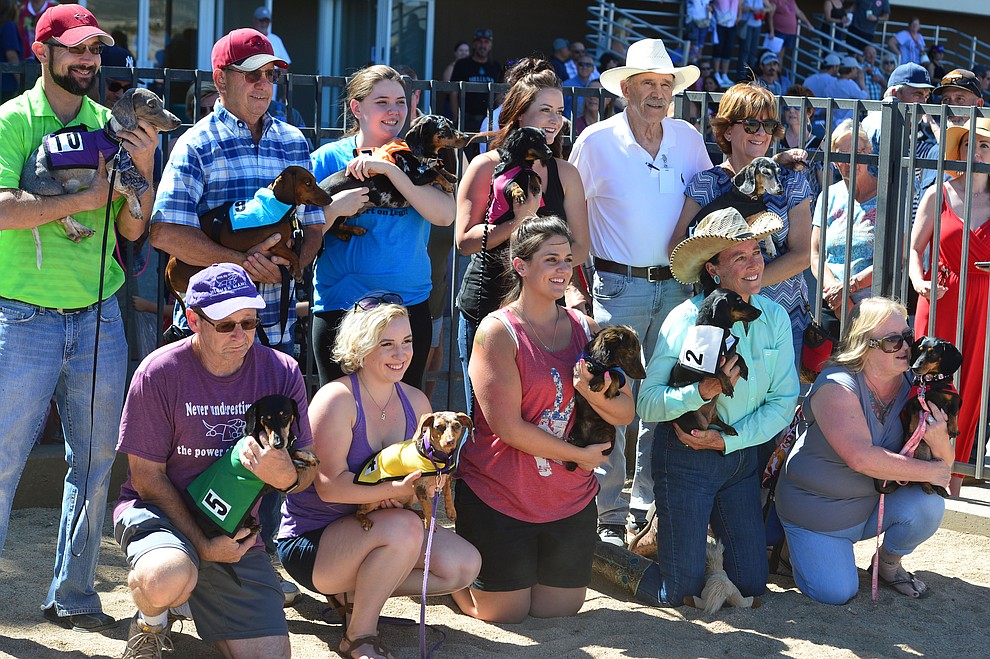 Wiener Dog Races At Az Downs | The Daily Courier | Prescott, AZ