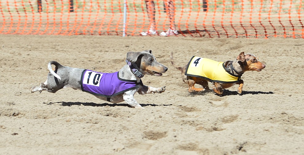 Wiener Dog Races At Az Downs The Daily Courier Prescott, AZ